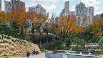The row of <i>Liquidambar formosana</i>, or Chinese Sweet Gum trees, creates an effective screen of the surrounding buildings in mid-levels, providing a sense of enclosure to the Fountain Terrace Garden.